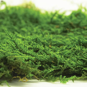 L'Originale - Quadro Vegetale Stabilizzato - Moss trend