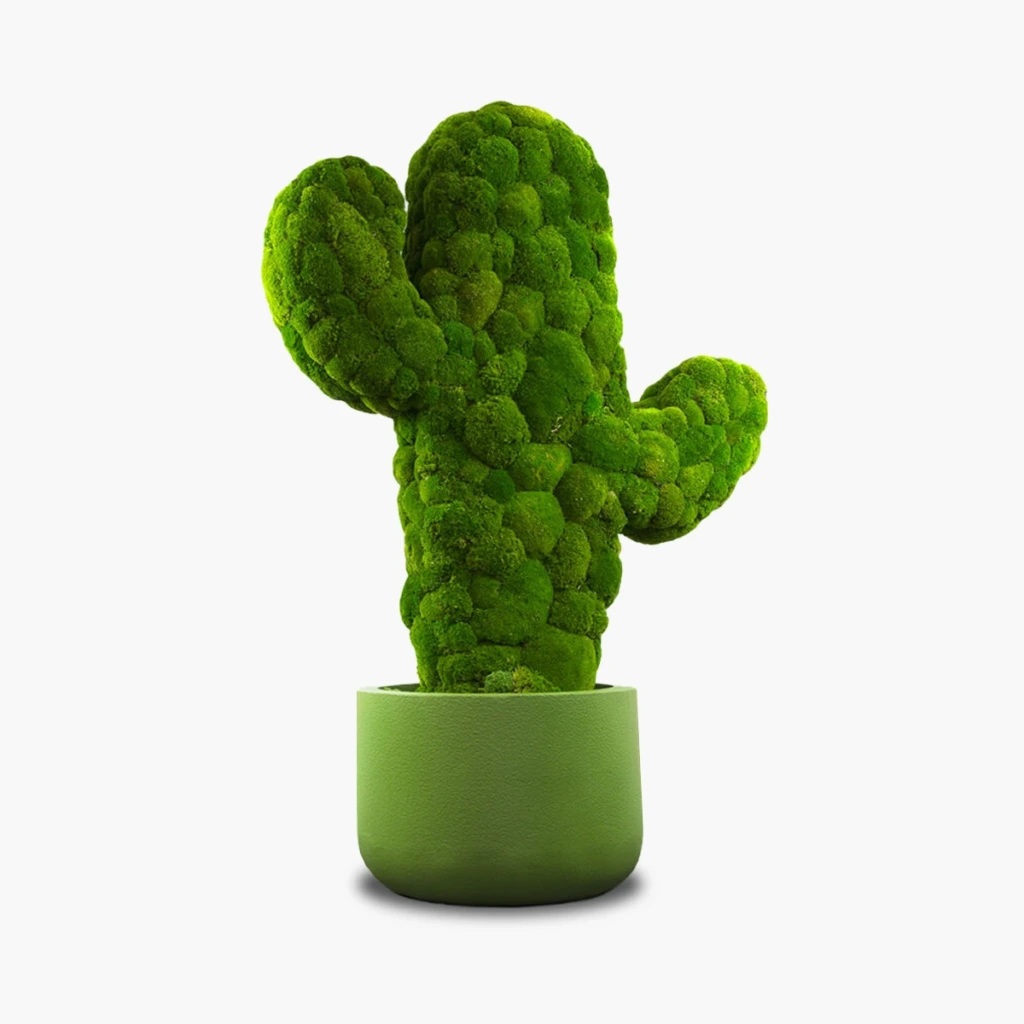 Il Cactus